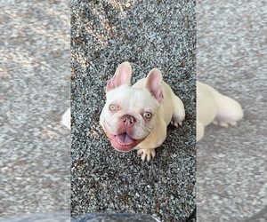 French Bulldog Puppy for sale in RATTAN, OK, USA