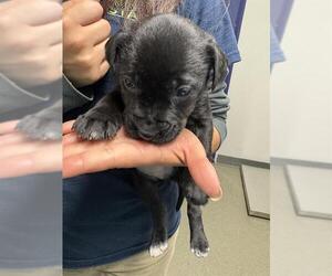 Mutt Dogs for adoption in Bakersfield, CA, USA