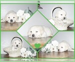 Small #14 English Cream Golden Retriever-Labrador Retriever Mix