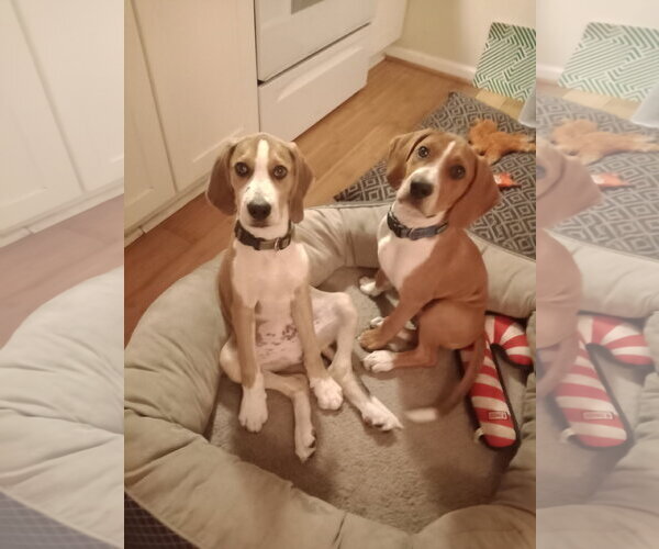 Medium Photo #13 Mutt Puppy For Sale in Morganville, NJ, USA