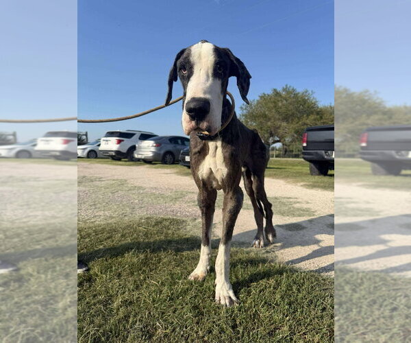 Medium Photo #1 Great Dane Puppy For Sale in Bullard, TX, USA