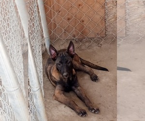 Belgian Malinois Puppy for sale in LAKE LOS ANGELES, CA, USA