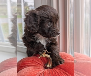 Medium Miniature Australian Shepherd-Poodle (Toy) Mix
