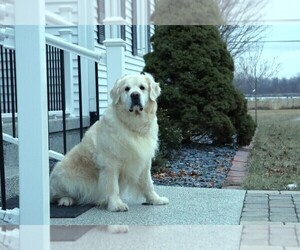 Father of the Golden Retriever puppies born on 03/21/2025