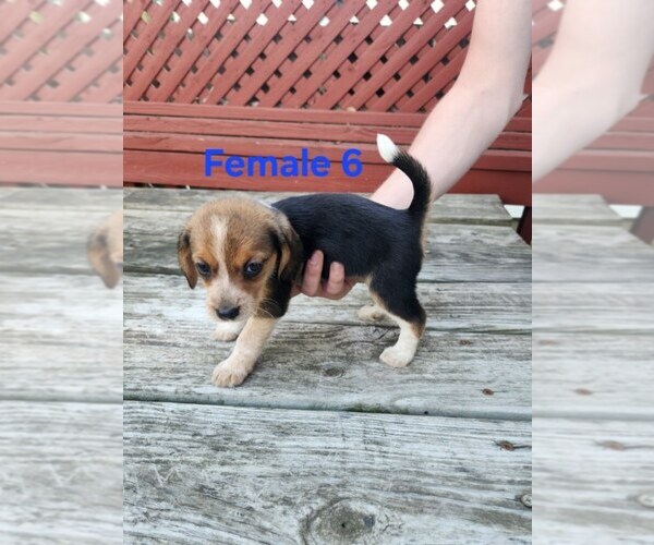 Medium Photo #1 Beagle Puppy For Sale in ATHENS, PA, USA