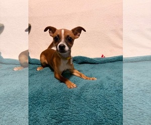 Moss - Male Chihuahua-Unknown Mix Dog for Adoption - Photo #4
