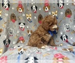 Small #6 Cavapoo