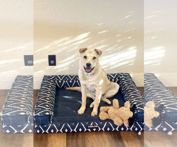 Medium Photo #12 Collie-Unknown Mix Puppy For Sale in Sandy, UT, USA