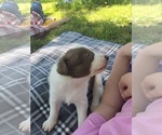 Small Photo #5 Border Collie Puppy For Sale in LEBANON, MO, USA