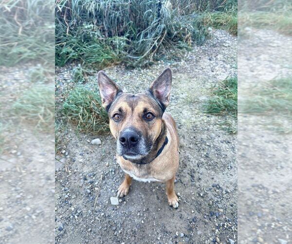 Medium Photo #4 Mutt Puppy For Sale in Calgary, Alberta, Canada