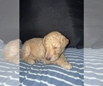 Puppy Puppy 9 Labradoodle