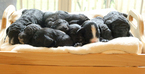 Small Photo #1 Sheepadoodle Puppy For Sale in JONESBORO, GA, USA