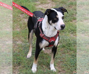 Max - Male Mutt Dog for Adoption - Photo #4