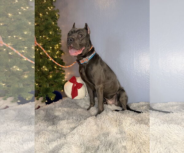 Medium Photo #5 Mutt Puppy For Sale in Goodyear, AZ, USA