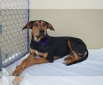 Small #2 Coonhound Mix
