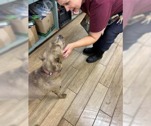 Medium Photo #5 Staffordshire Bull Terrier-Unknown Mix Puppy For Sale in Rowlett, TX, USA
