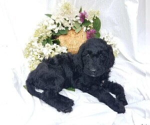 Goldendoodle-Poodle (Standard) Mix Puppy for sale in FREDERICKSBG, OH, USA