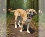 Small #1 Black Mouth Cur-Great Dane Mix