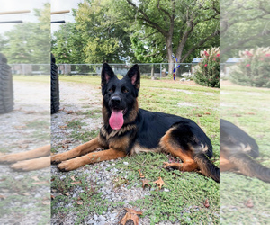 Mother of the German Shepherd Dog puppies born on 09/19/2026