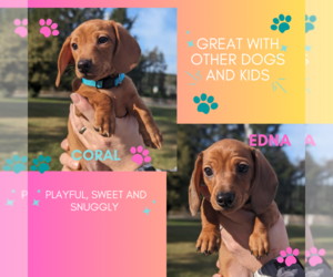 Dachshund Puppy for sale in VANCOUVER, WA, USA