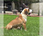 Small #1 Beagle