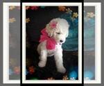 Small Photo #46 Sheepadoodle Puppy For Sale in RIALTO, CA, USA