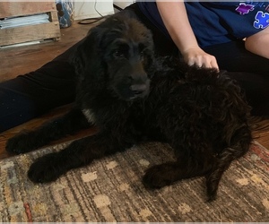 Labradoodle Puppy for sale in LUDLOW, MO, USA