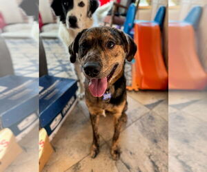 Australian Shepherd-Retriever Mix Dogs for adoption in Winter Park, CO, USA