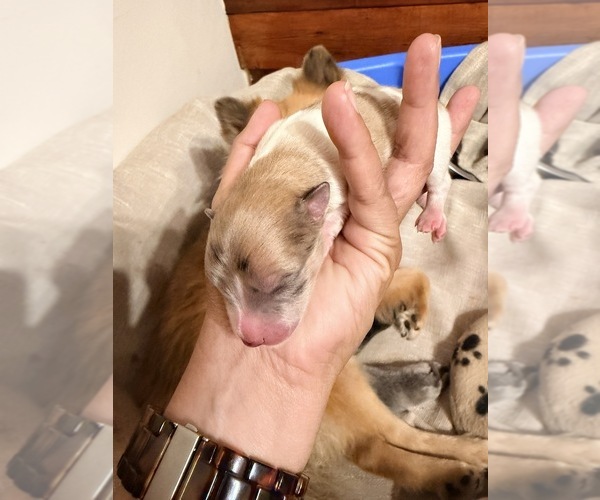 Medium Photo #1 Pomeranian Puppy For Sale in JOLIET, IL, USA