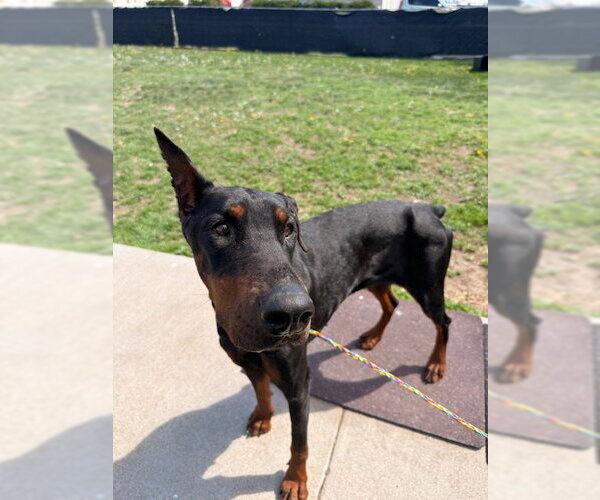 Medium Photo #3 Doberman Pinscher Puppy For Sale in Omaha, NE, USA