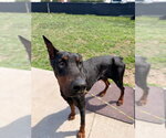 Small #2 Doberman Pinscher