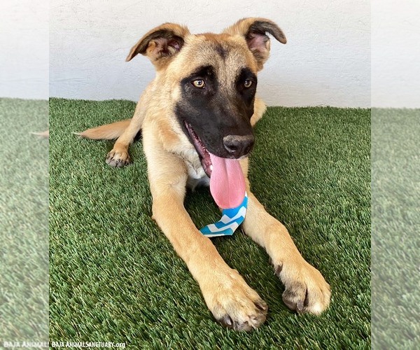 Medium Photo #7 Mutt Puppy For Sale in San Diego, CA, USA