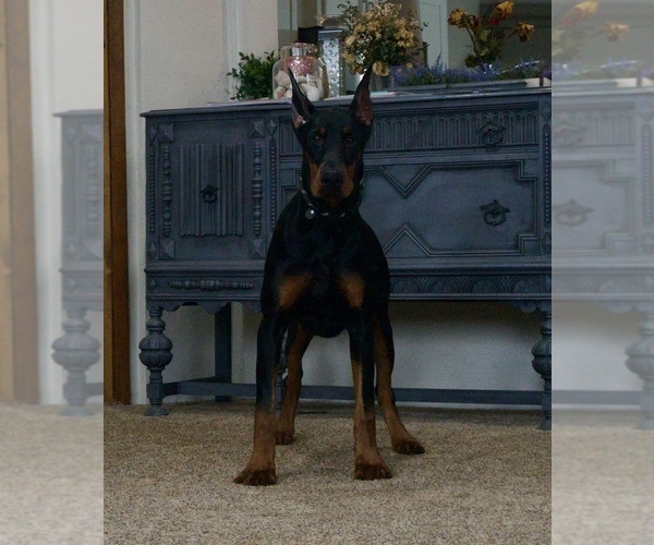Medium Photo #8 Doberman Pinscher Puppy For Sale in WARSAW, IN, USA