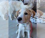 Small Photo #18 Labrador Retriever Puppy For Sale in Spring, TX, USA