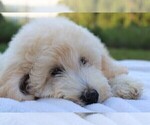 Small #62 Goldendoodle