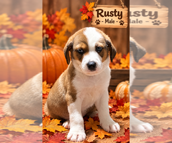 Medium Photo #1 Australian Shepherd-Unknown Mix Puppy For Sale in Aurora, IN, USA