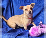 Small #1 Chihuahua Mix