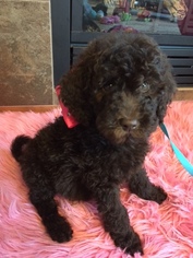 Goldendoodle Puppy for sale in GREENACRES, WA, USA