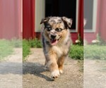 Small Photo #223 Australian Shepherd Puppy For Sale in LEBANON, IN, USA