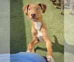 Small #6 Boxer Mix