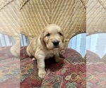 Small Photo #8 Golden Labrador Puppy For Sale in VANCOUVER, WA, USA