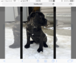 Small Photo #3 Cane Corso Puppy For Sale in BOARDMAN, OH, USA
