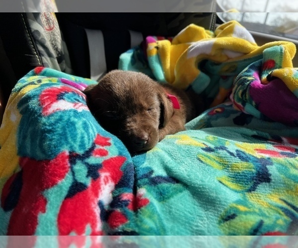 Medium Photo #3 Labrador Retriever Puppy For Sale in KNOXVILLE, GA, USA