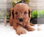 Puppy Puppy 1 Female Cavapoo