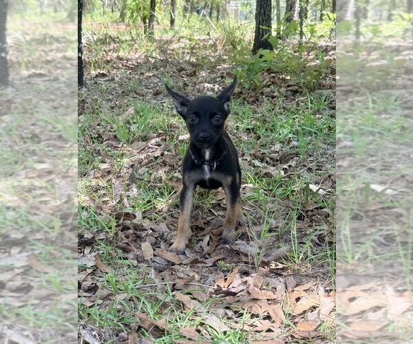 Medium Photo #2 Mutt Puppy For Sale in Imlay City, MI, USA