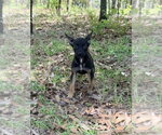 Small #1 Mutt