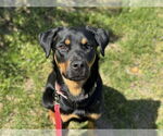 Small #3 Rottweiler Mix