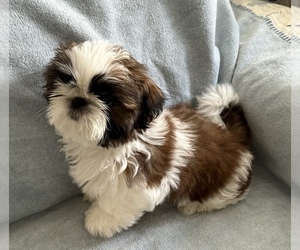 Shih Tzu Puppy for sale in REDINGTN SHOR, FL, USA