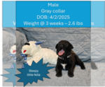 Puppy Grey collar Daniff-English Mastweiler Mix