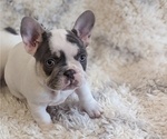 Puppy 2 French Bulldog